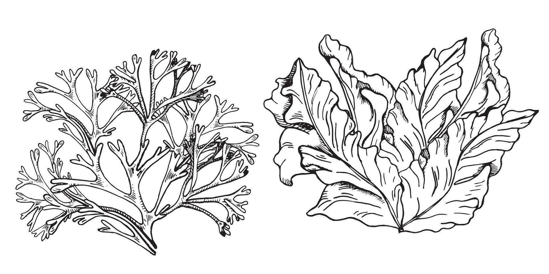 conjunto de mar plantas tinta mano dibujado ilustración aislado en blanco antecedentes. codio, porphyra algas marinas negro blanco línea vector. diseño elemento para paquete, etiqueta, comercio, envase, marina recopilación. vector