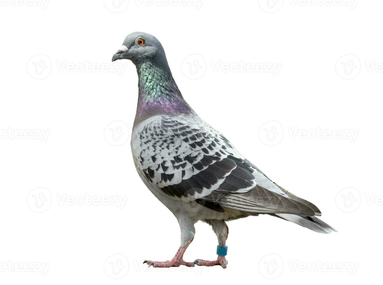 full body of speed racing pigeon bird isolated white background photo