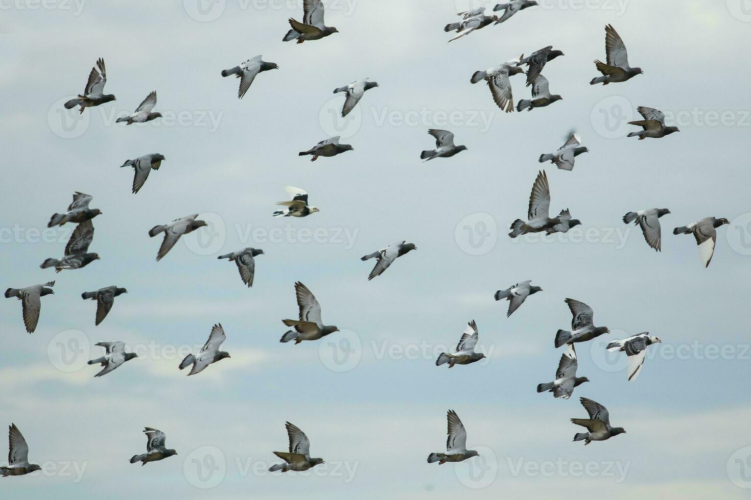 flock of speed racing pigeon bird flying photo