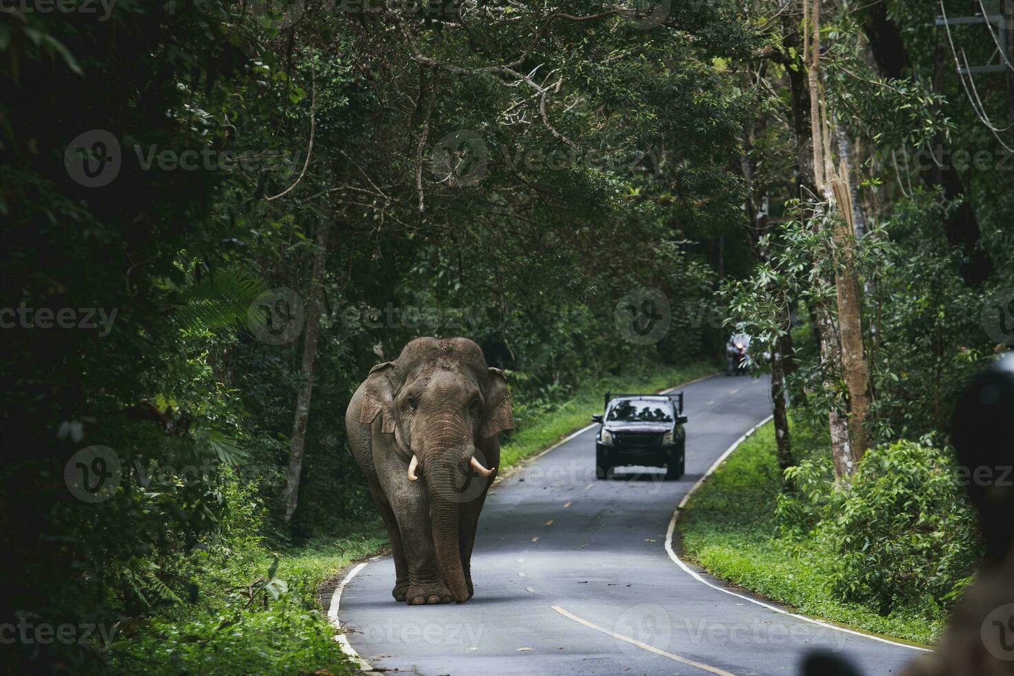 wild elephant walking on mountain road of khao yai national park khaoyai is one of most important natural sanctuary in south east asia photo