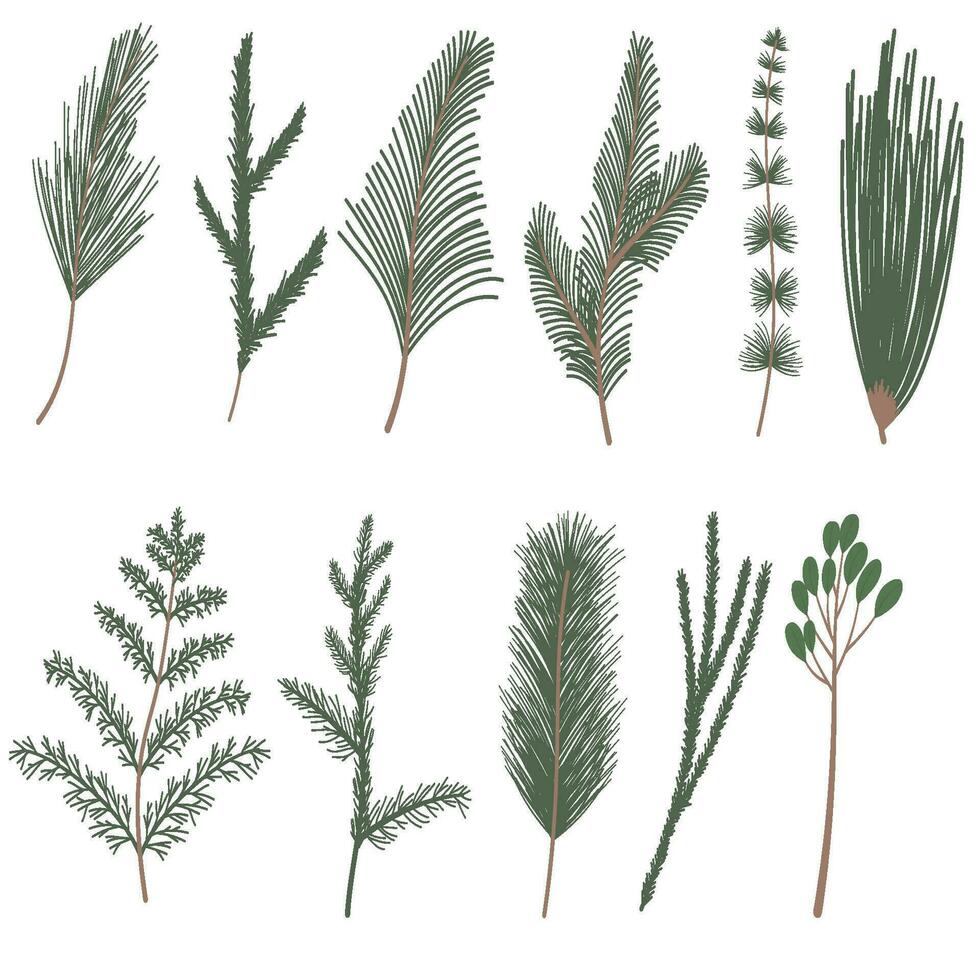 Spruce branch illustration vector