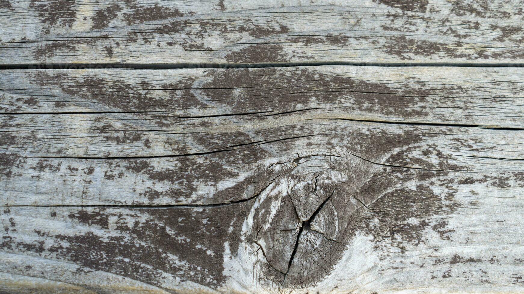 Gray aged wood background close up photo