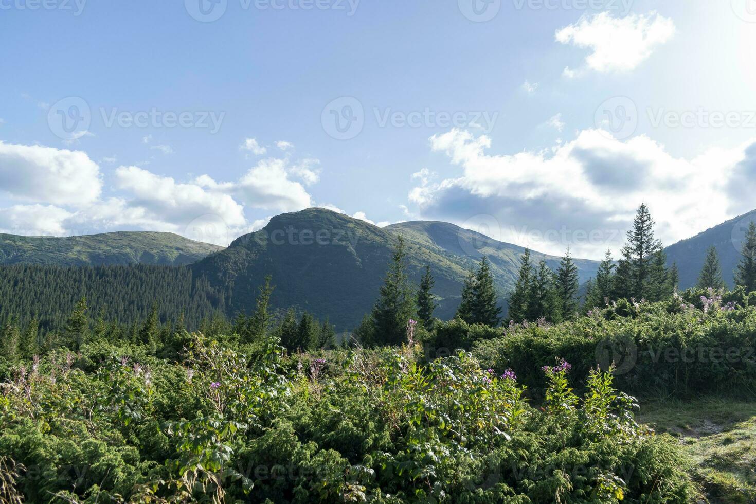 Mountain landscape with forest in the Carpathian mountains of Ukraine. photo