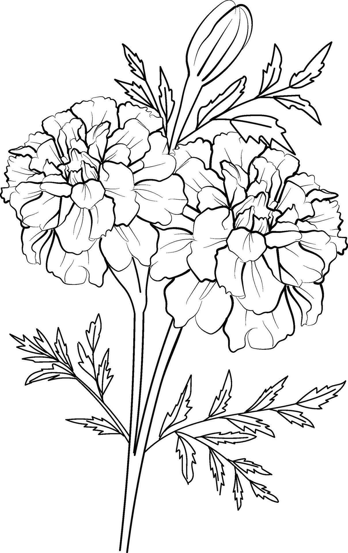 Marigold bouquet drawings free marigold printable coloring pages Marigold bouquet drawings free marigold printable coloring pages