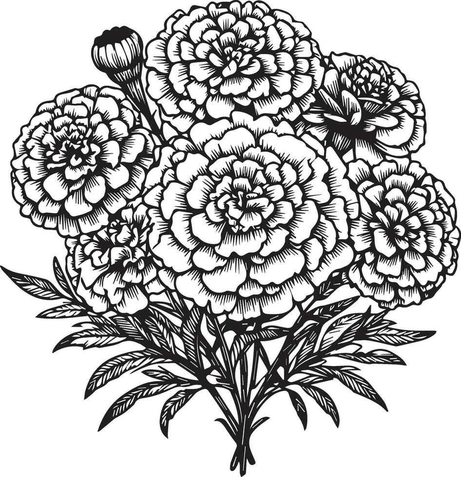 Marigold bouquet, of flower design for card or print. hand-painted marigold flower illustration isolated on white, engraved ink art floral coloring pages, and books for print pretty flower coloring vector