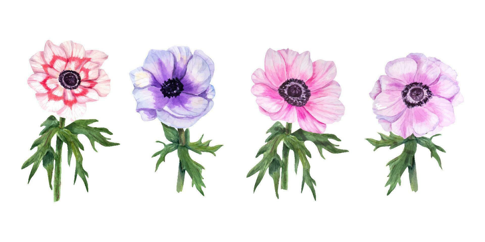 Set with anemones. Flowers with leaves. Watercolor illustration. For create cards, invitation vector