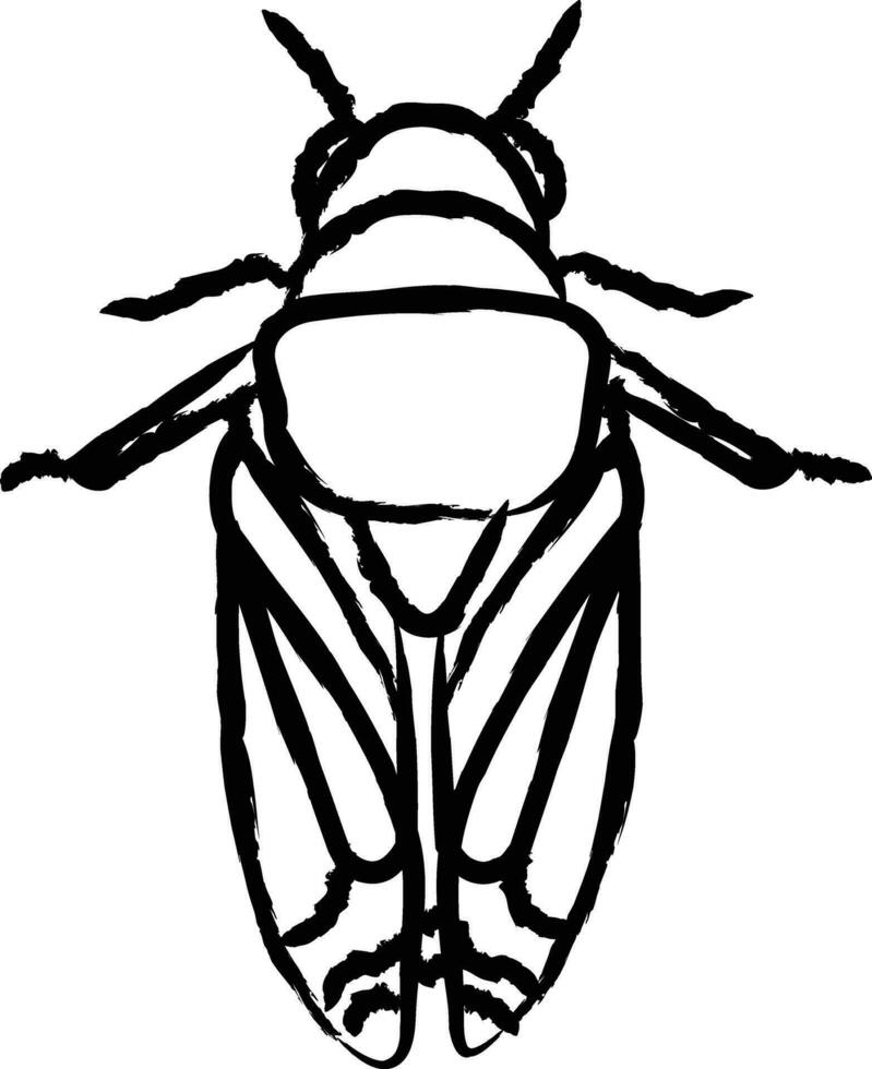 Cicadidae hand drawn vector illustration