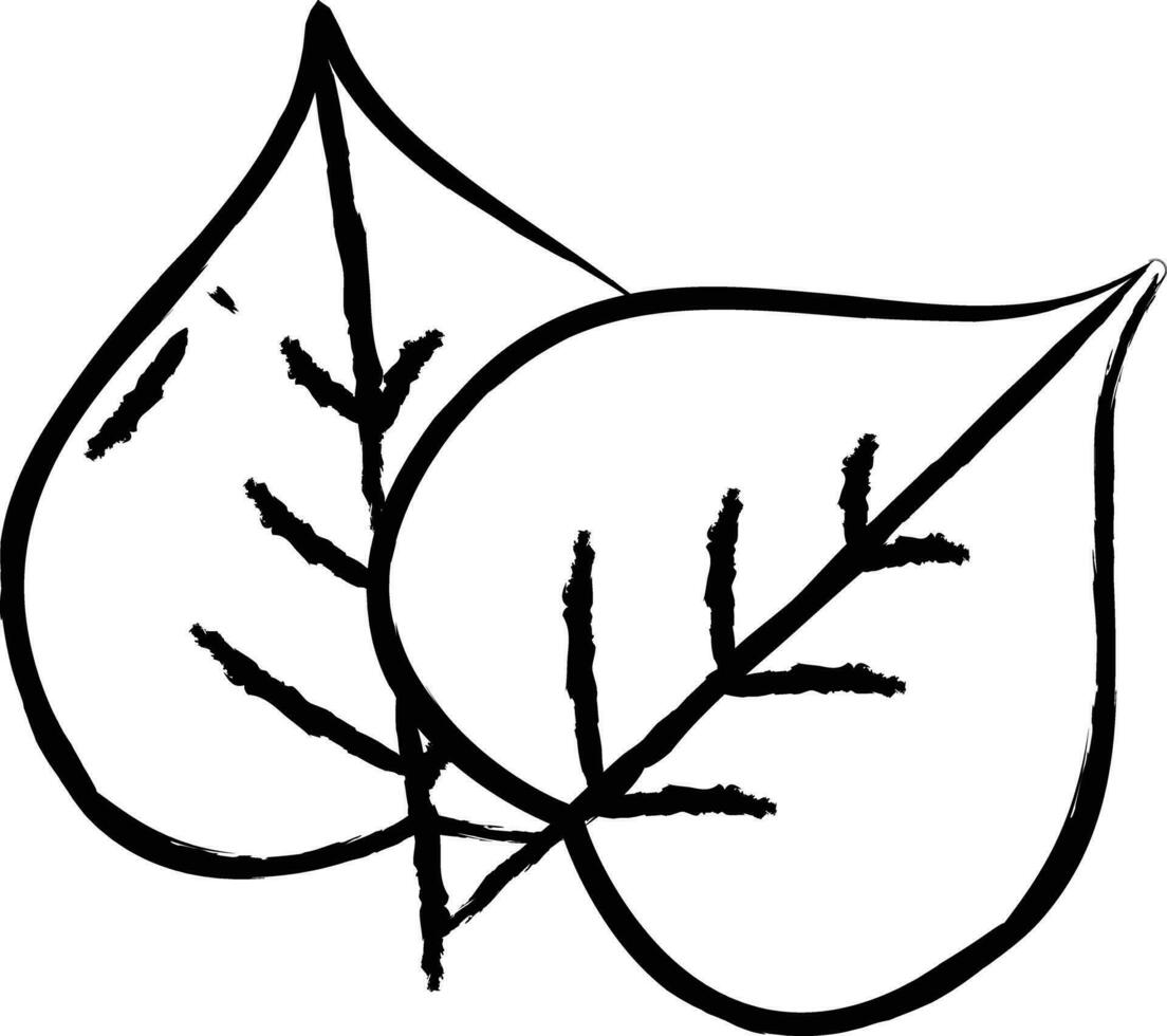 Bodhi Leaf hand drawn vector illustration