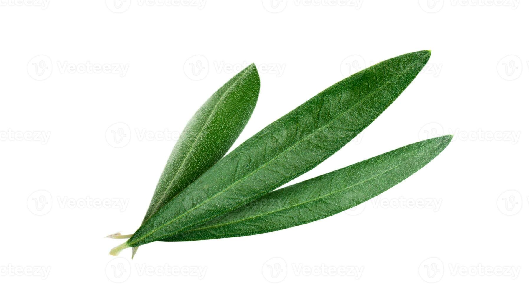 Fresh olive leaves isolated on white background. 32192507 Stock Photo