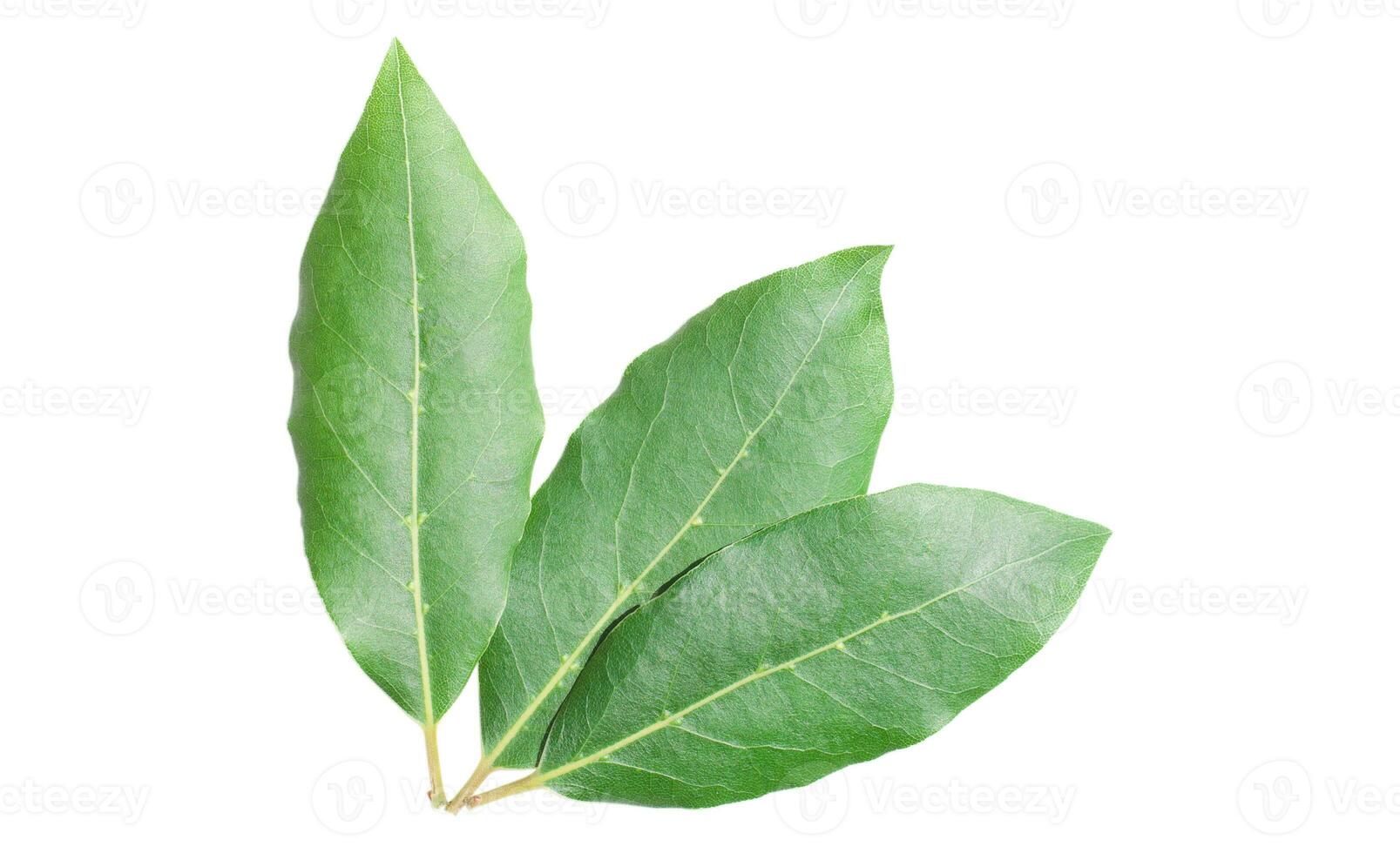 Beautiful laurel leaves isolated on white background. Fresh bay leaves. photo