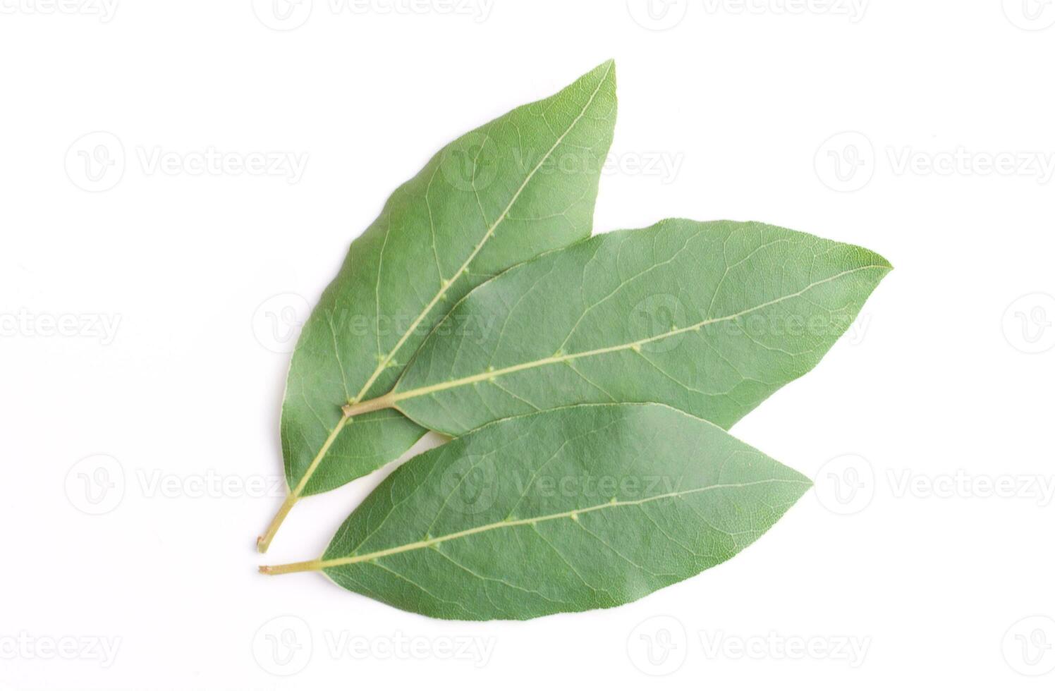 Beautiful laurel leaves isolated on white background. Fresh bay leaves. photo