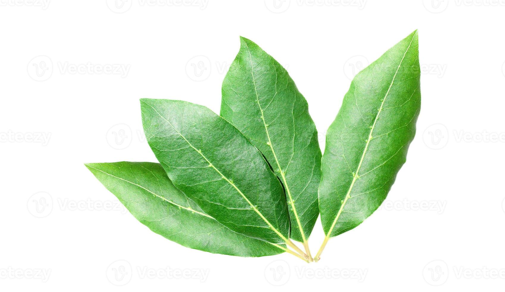 Beautiful laurel leaves isolated on white background. Fresh bay leaves. photo