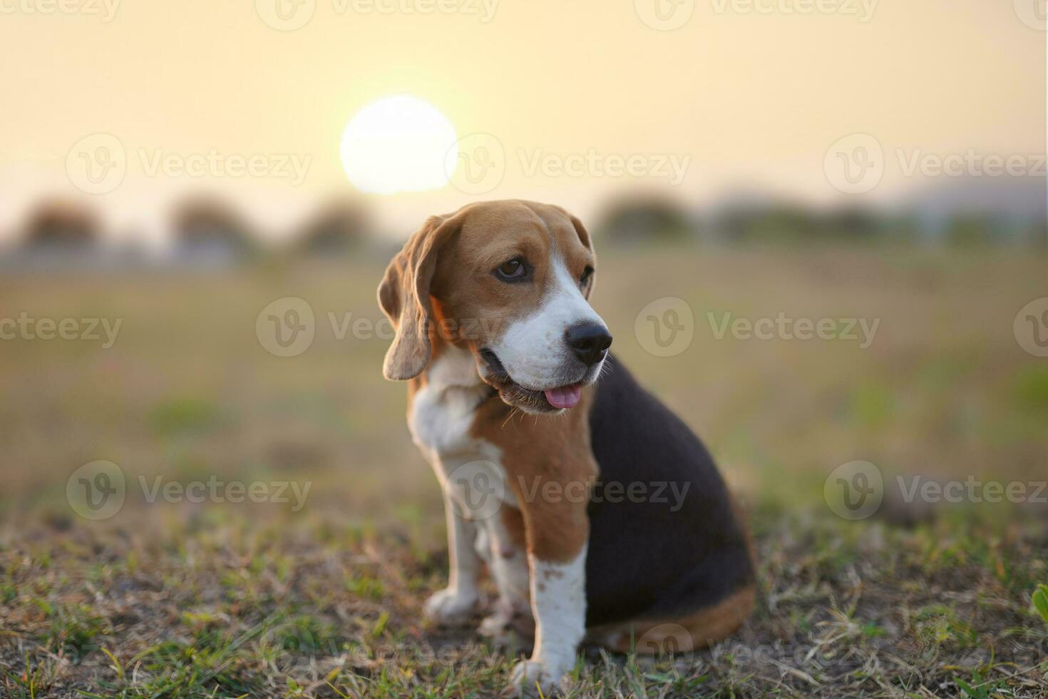 Portrait an adorable beagle dog outdoor on the grass field. photo
