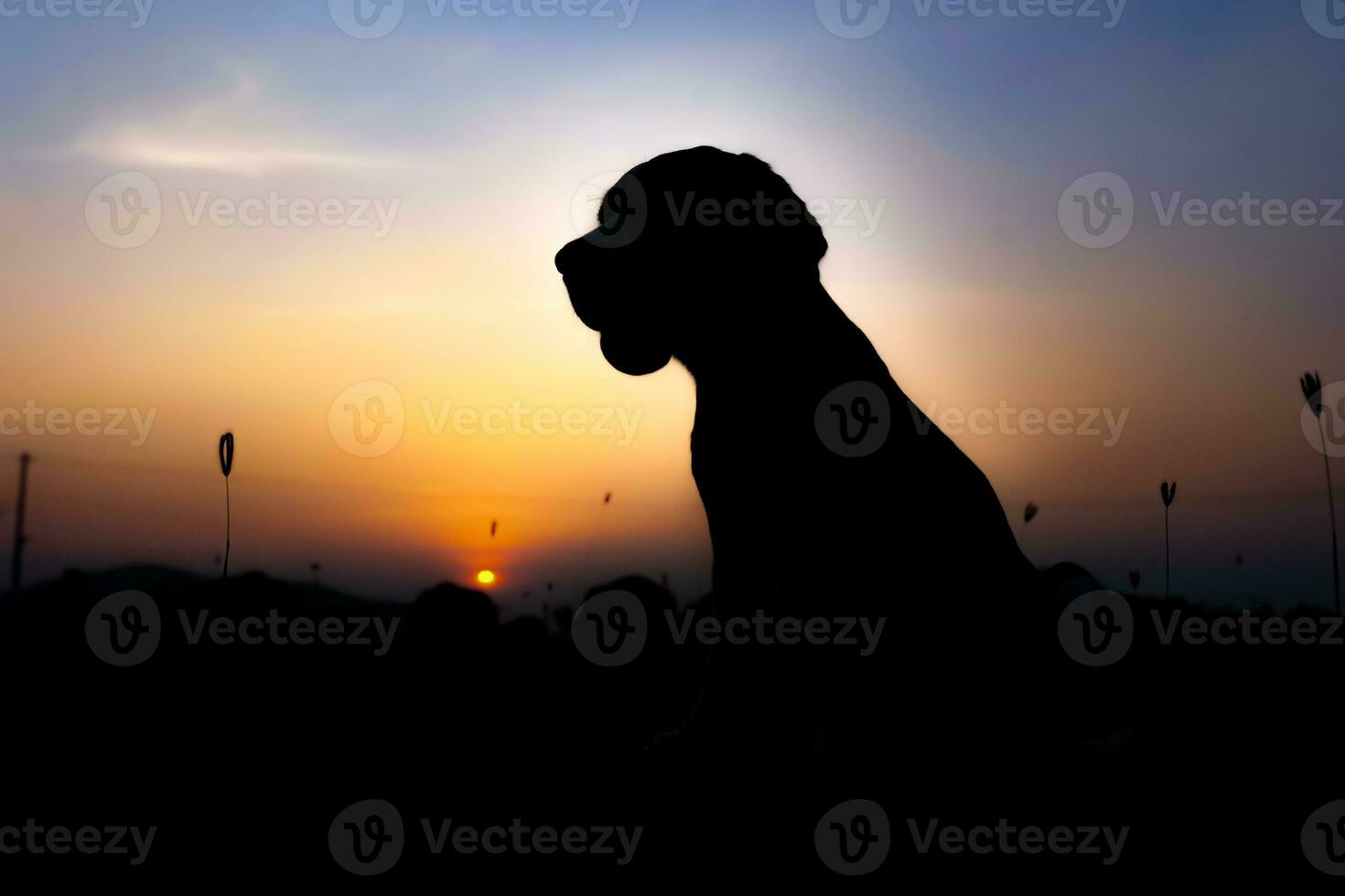 Silhouette of a beagle dog sitting on the grass at sunset in the yard. photo