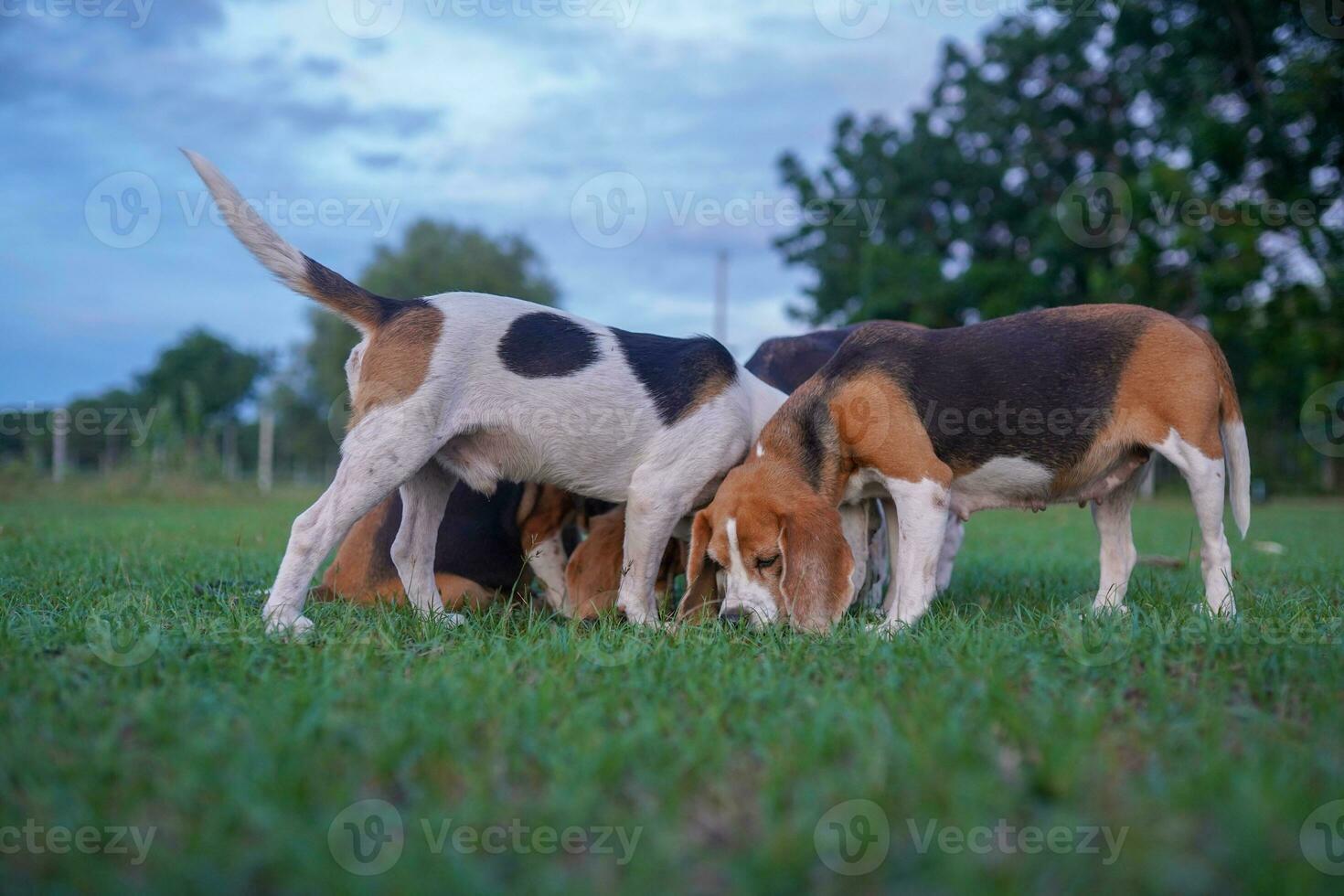 A group of beagles, both white and tri-colored, are looking something on the green grass  in the evening. photo