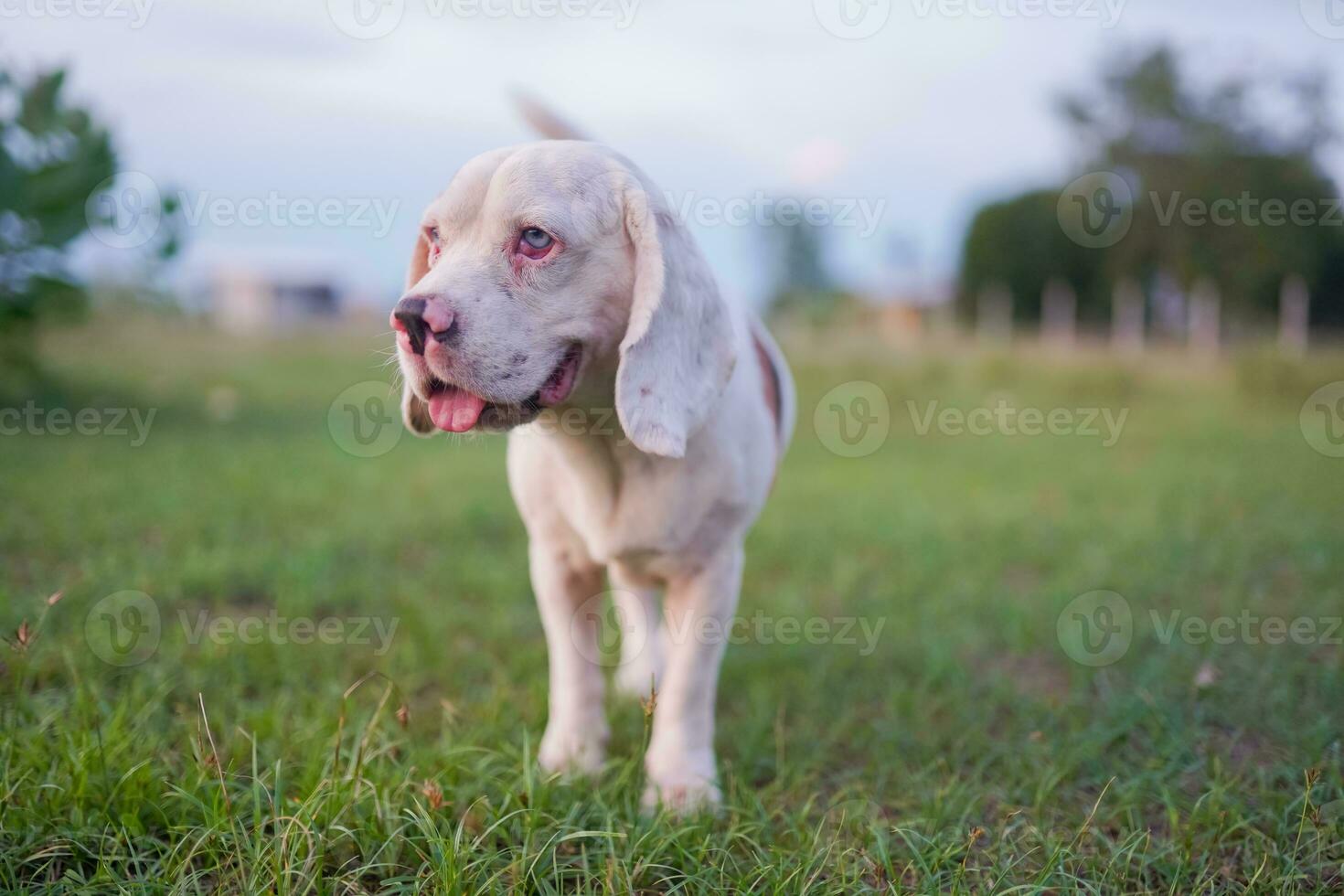 Close-up to the blue eye of a cute white hair beagle dog outdoor on the green grass in the meadow. photo