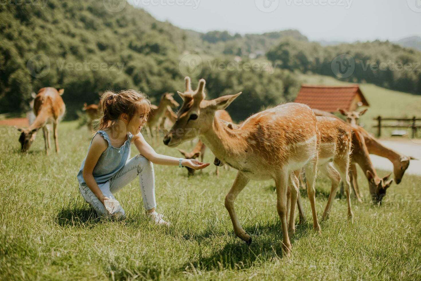 Little girl among reindeer herd on the sunny day photo