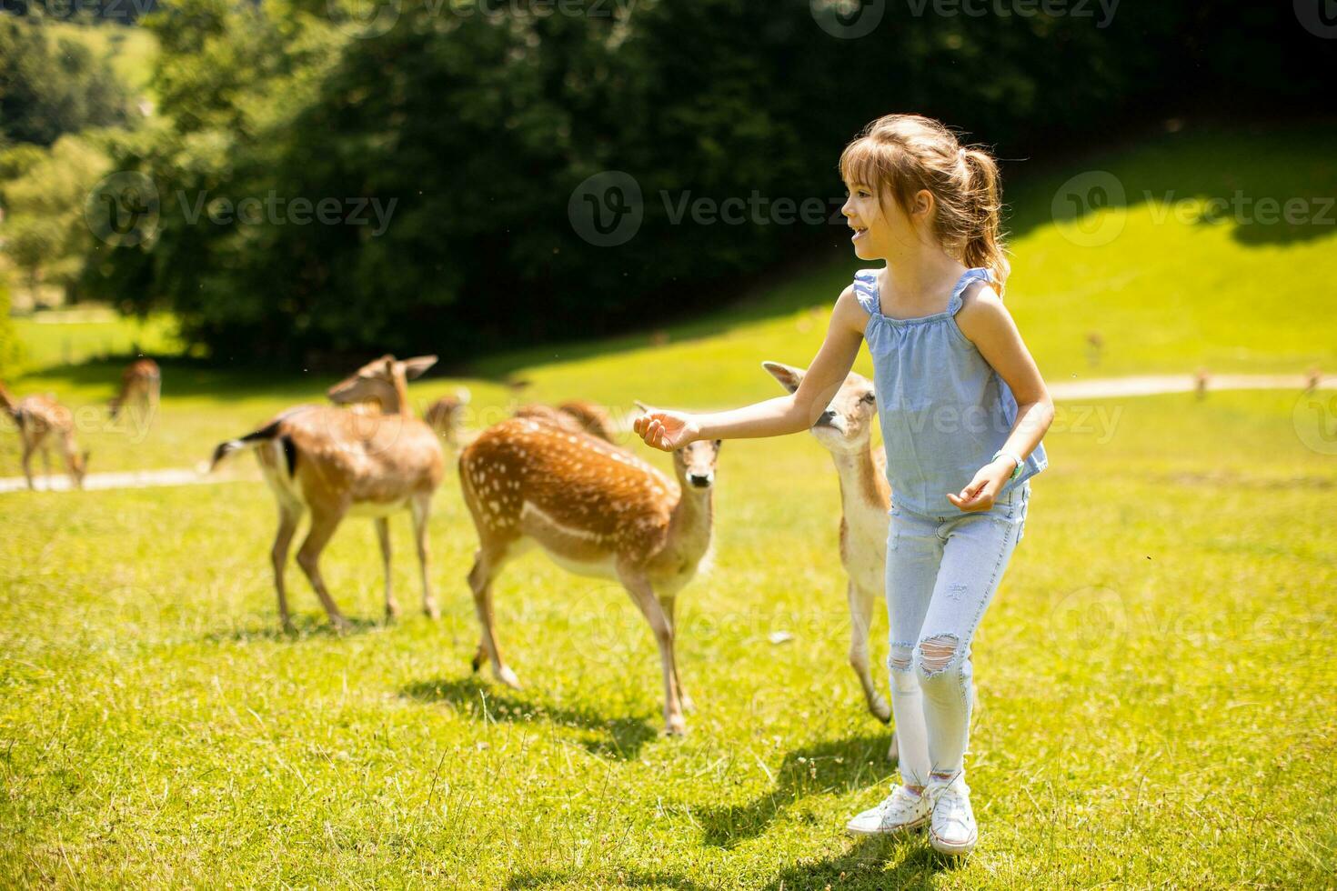 Little girl among reindeer herd on the sunny day photo