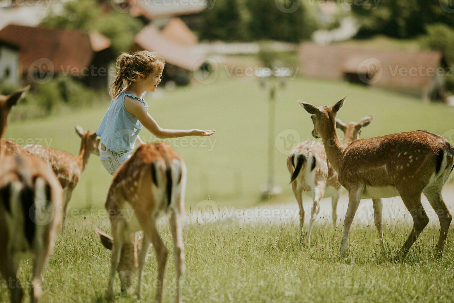 Little girl among reindeer herd on the sunny day photo