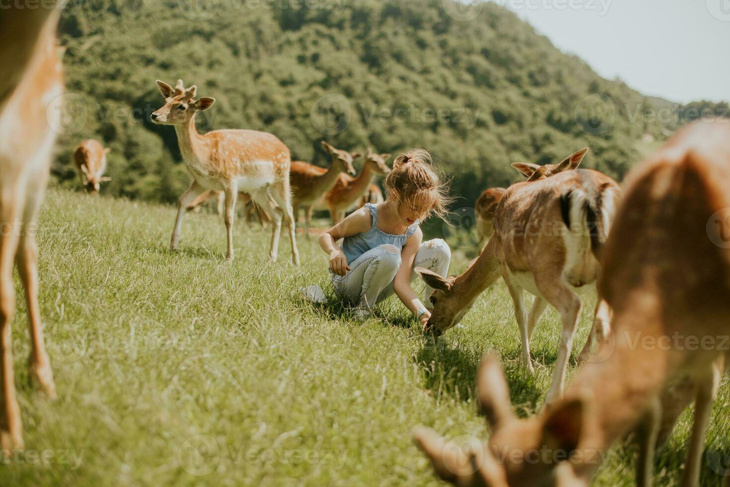 Little girl among reindeer herd on the sunny day photo