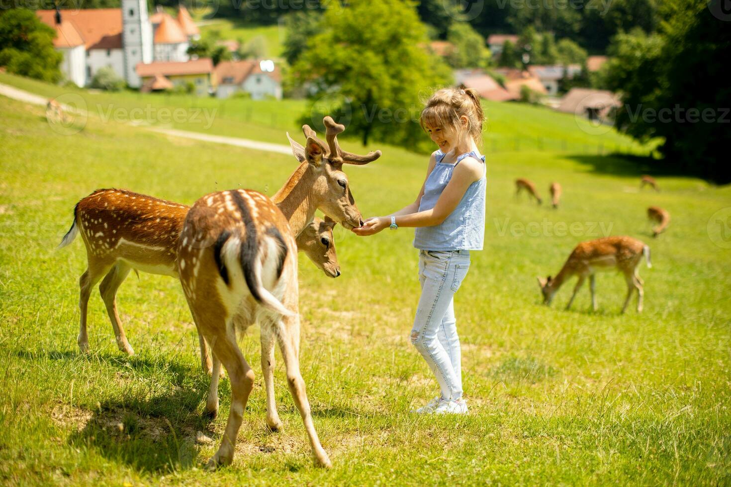 Little girl among reindeer herd on the sunny day photo