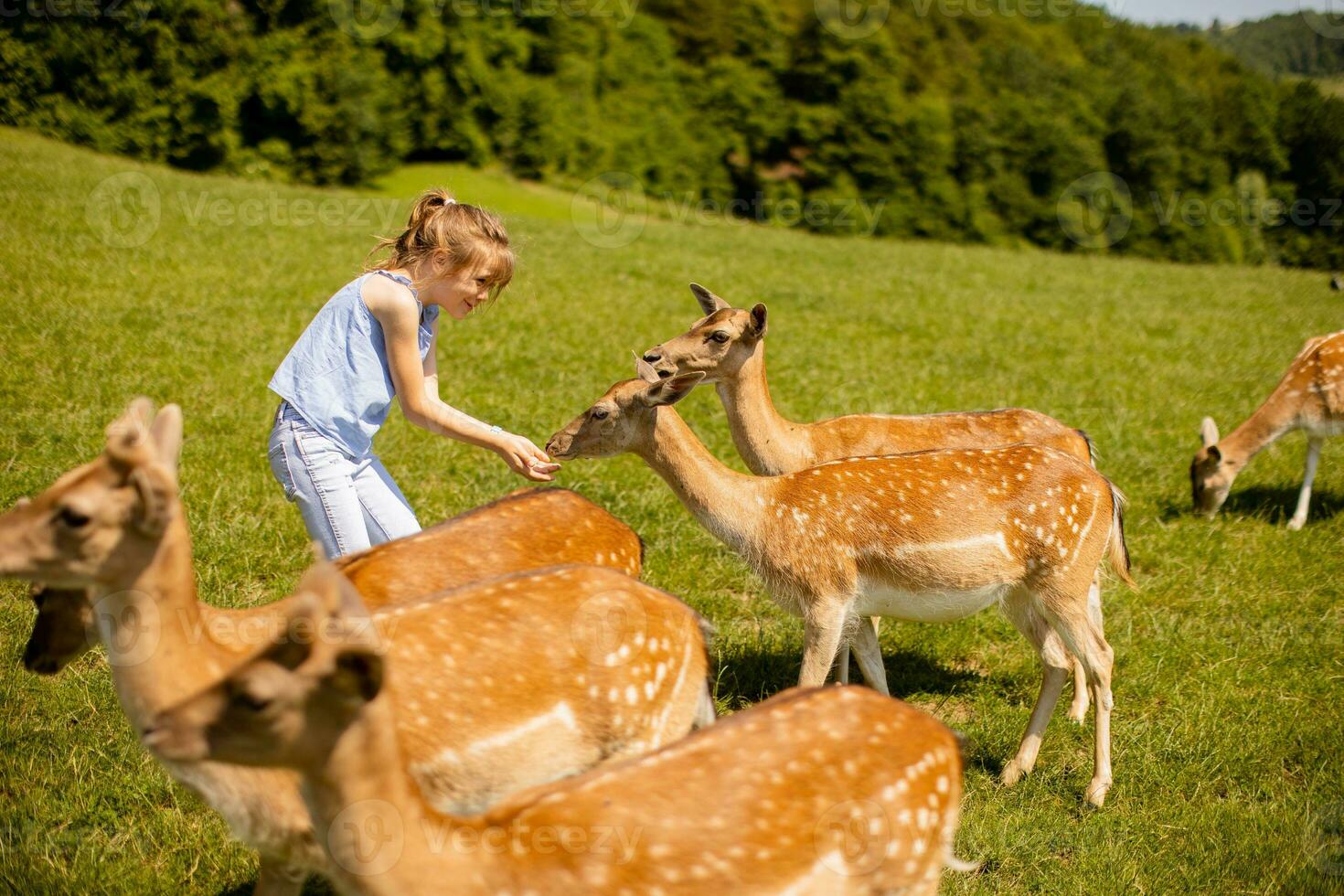 Little girl among reindeer herd on the sunny day photo
