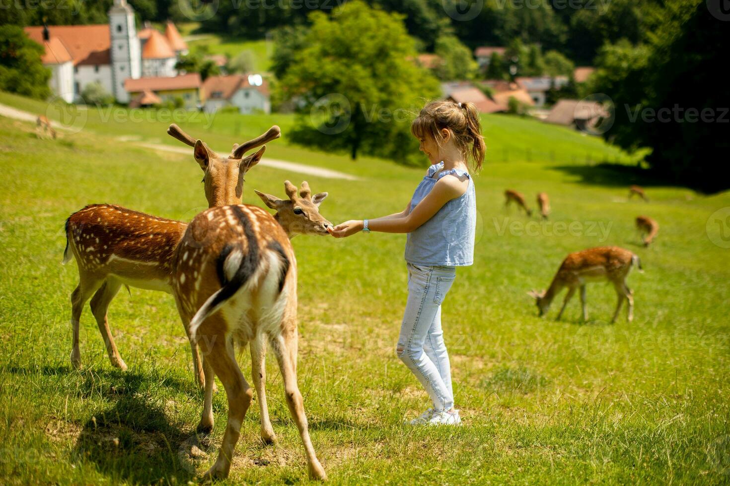 Little girl among reindeer herd on the sunny day photo