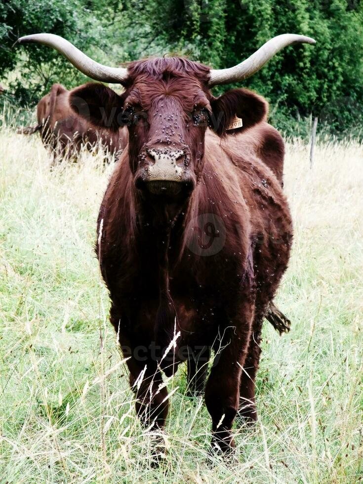 majestuoso marrón vaca con largo cuernos pasto en saboya, Francia foto