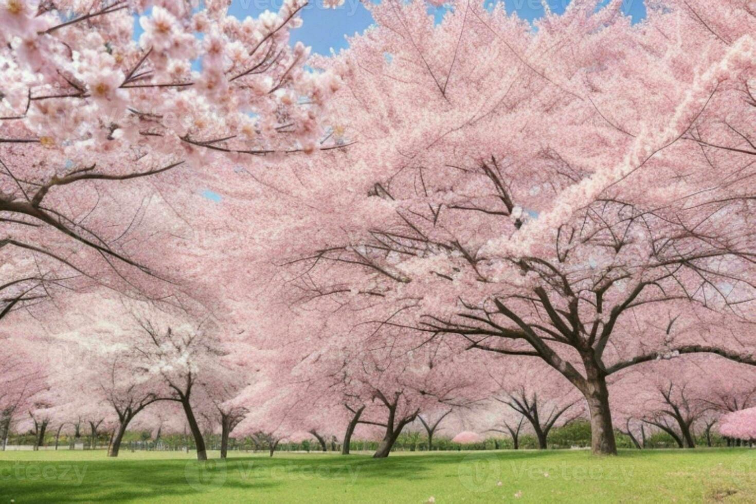 Beautiful Cherry Blossom Sakura Flower Spring Season In Japan AI beautiful-cherry-blossom-sakura-flower-spring-season-in-japan-ai