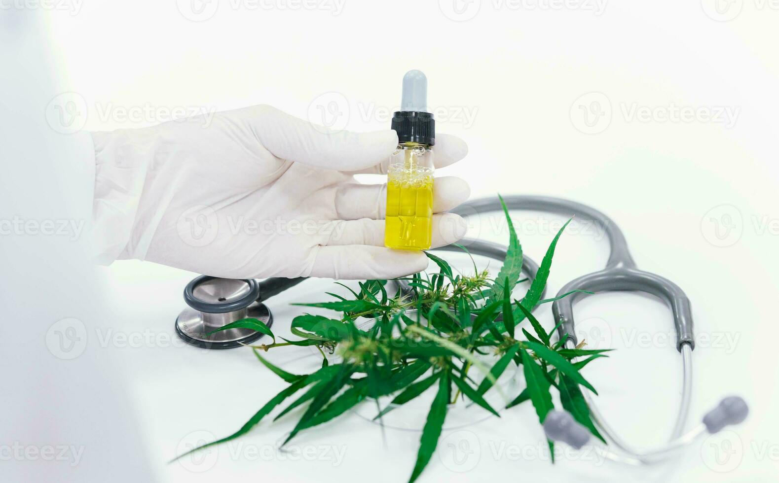 scientist in laboratory testing cbd oil extracted from a marijuana plant.  Healthcare pharmacy from medical cannabis. photo