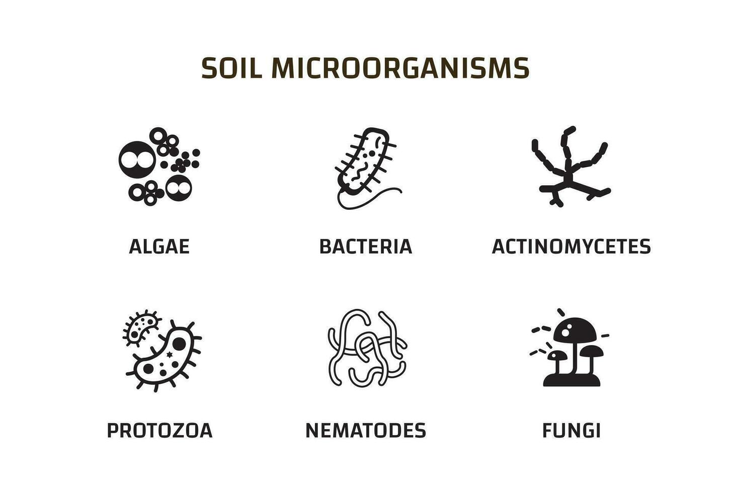 Soil Microorganisms that reproduce in the soil. Soil biology. bacteria, fungi, algae, protozoa, nematodes, actinomycetes vector