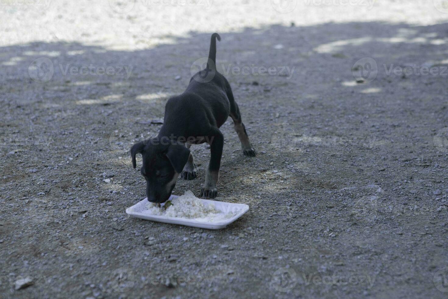 A Dog eating food alone from a bowl in the park. Selective focus.  Black small dog eat dirty food plate on the ground in the park photo