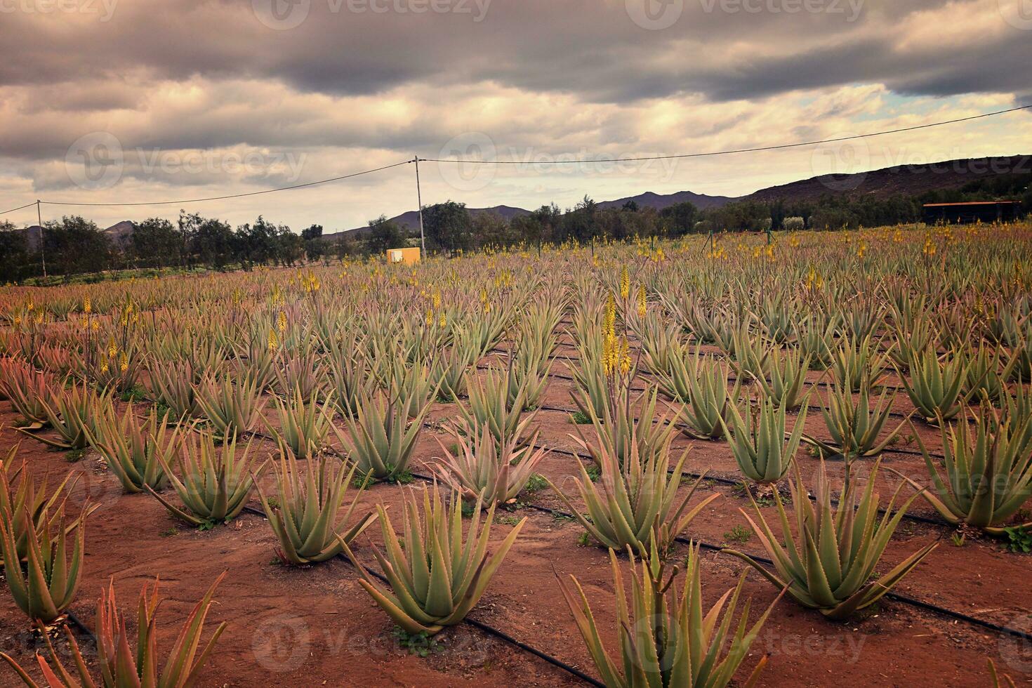 natural large aloe growing on a farm on the Canary Island Fuetaventra in Spain in a natural habitat photo