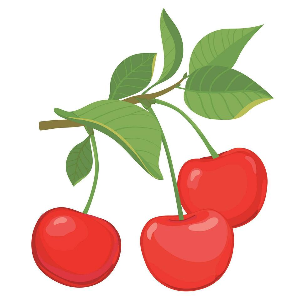 Vector hand drawn cherry branch with berries and leaves. Flat style illustration for jam, juice, packaging. Healthy food. Cartoon style.
