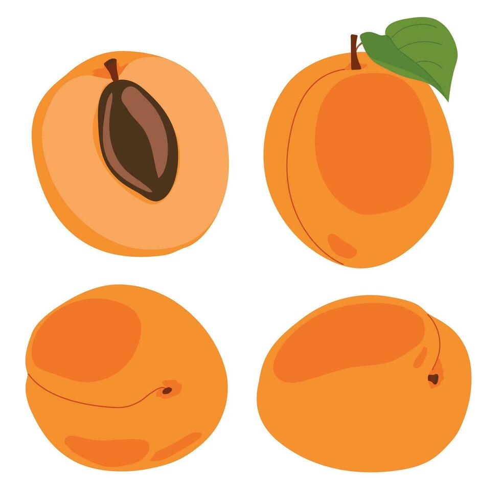 Apricot set. Vector illustration of delicious fruits in cartoon style. Ripe whole fruit and slices isolated on white background. Element for design, logo, packaging of juice or jam.