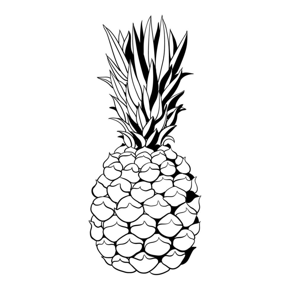 Sketch of a tropical pineapple on a white background. Summer vector drawing.