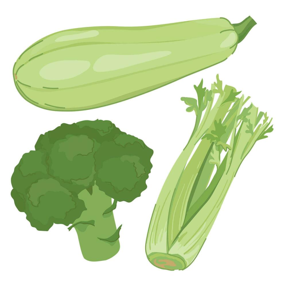 Vector green vegetables in flat style. Broccoli, zucchini and a bunch of celery leaves on a white background. Useful ripe farm vegetables, suitable for detox cocktail, vitamin smoothie. Cartoon style.