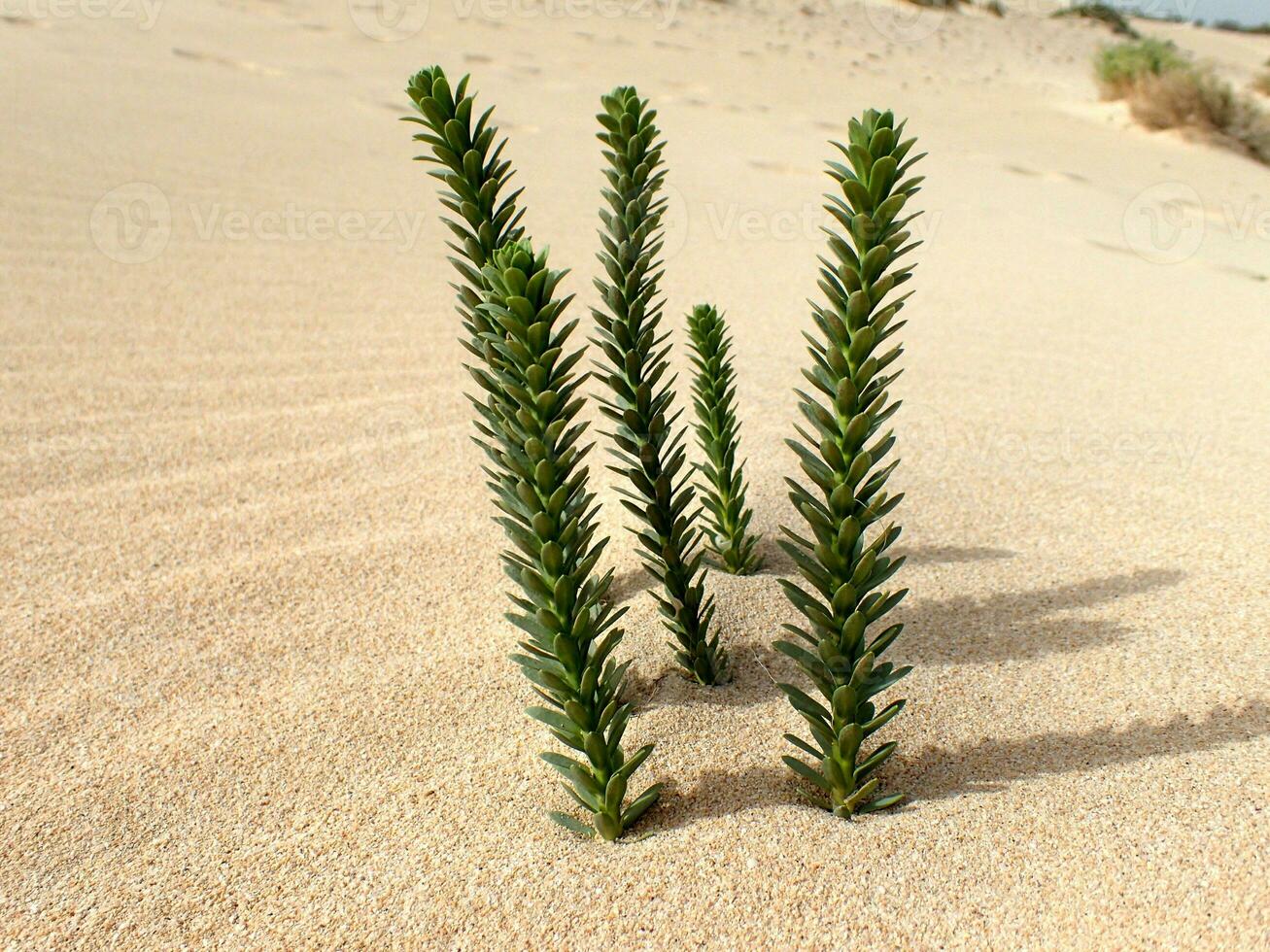 interesting original green plant growing on the Canary Island Fuerteventura in close-up on the sand in the dunes photo