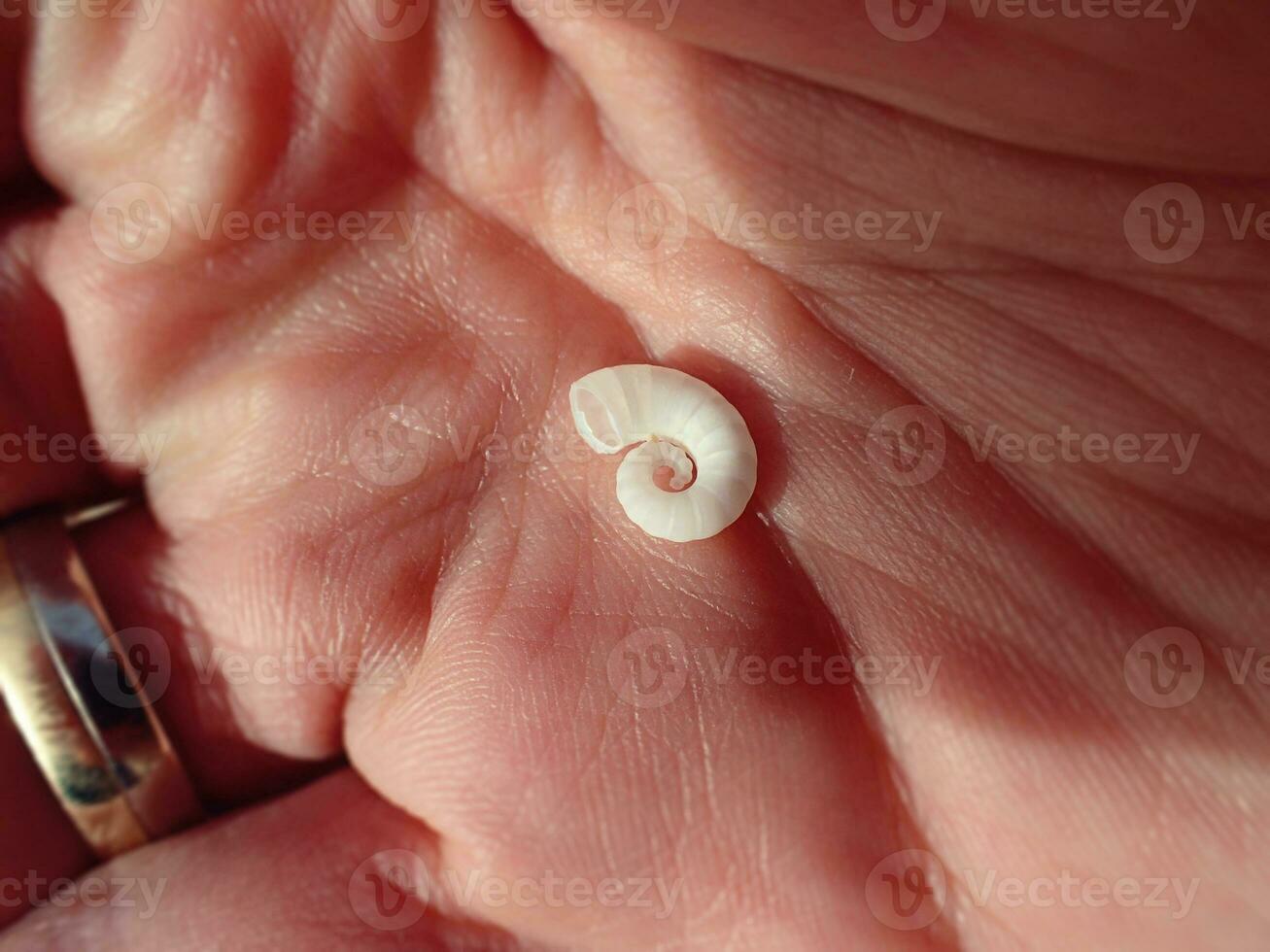 pequeño blanco retorcido cáscara en un grande masculino mano en de cerca foto