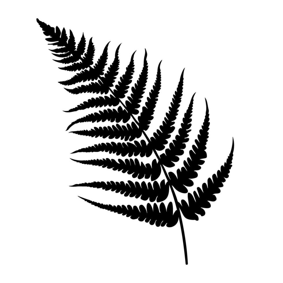 Fern leaf silhouette. Vector illustration