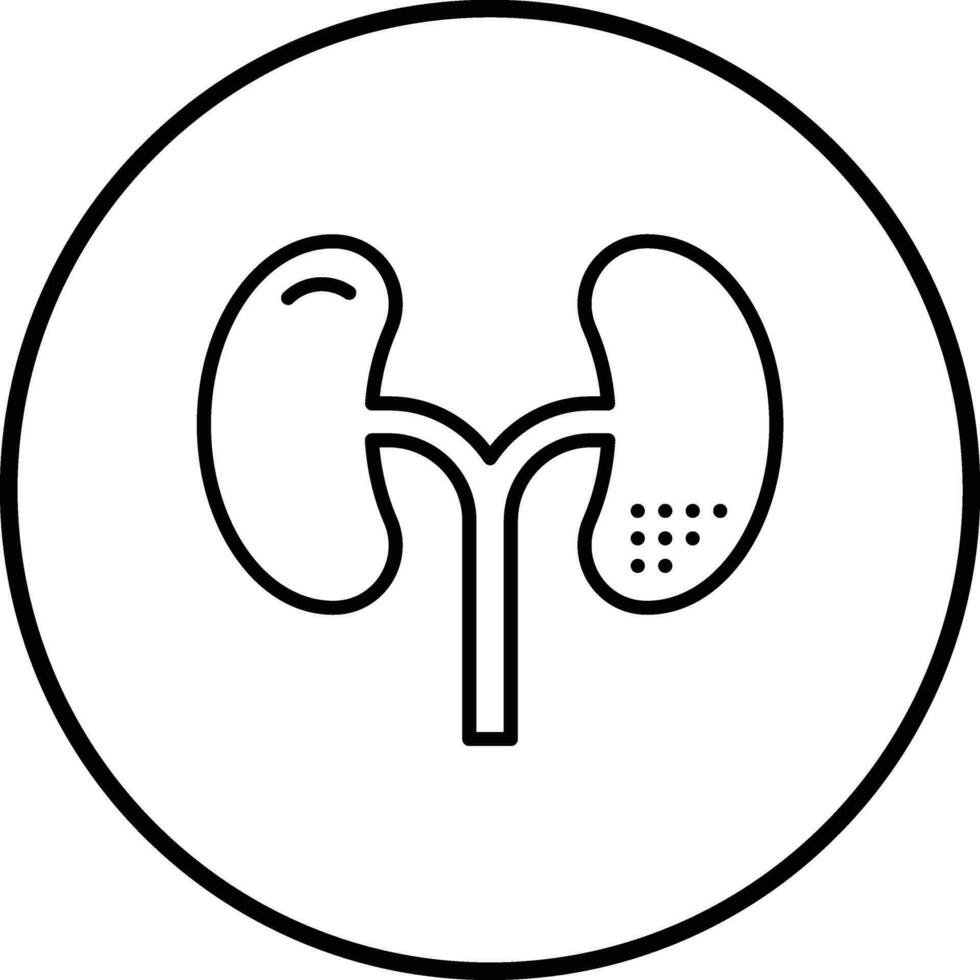 Kidneys Vector Icon