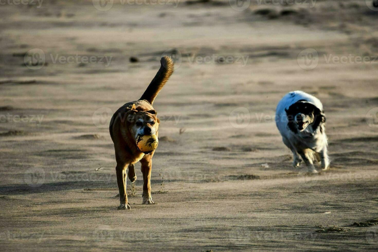 two dogs running on the beach with a ball in their mouth photo
