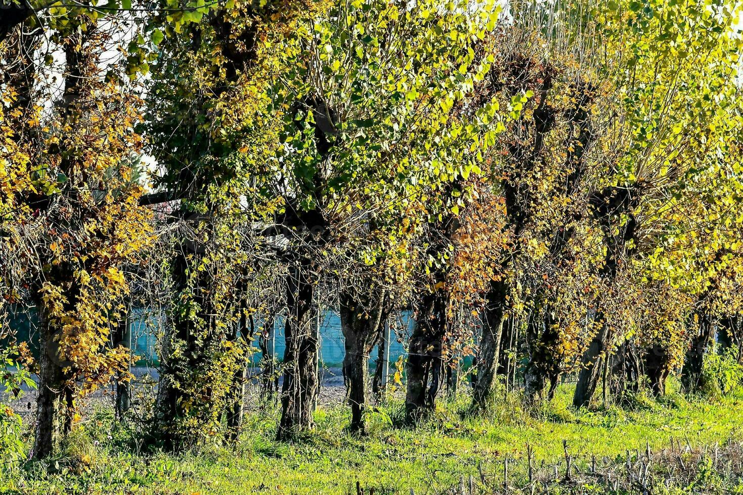 a row of trees in the middle of a field photo