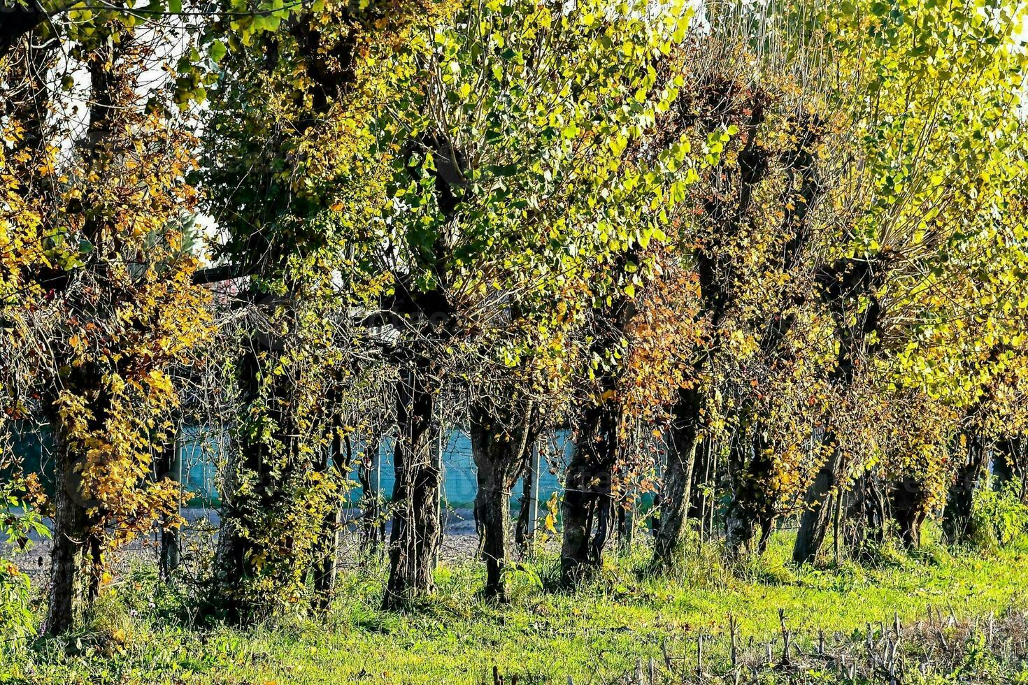 un fila de arboles en el medio de un campo foto