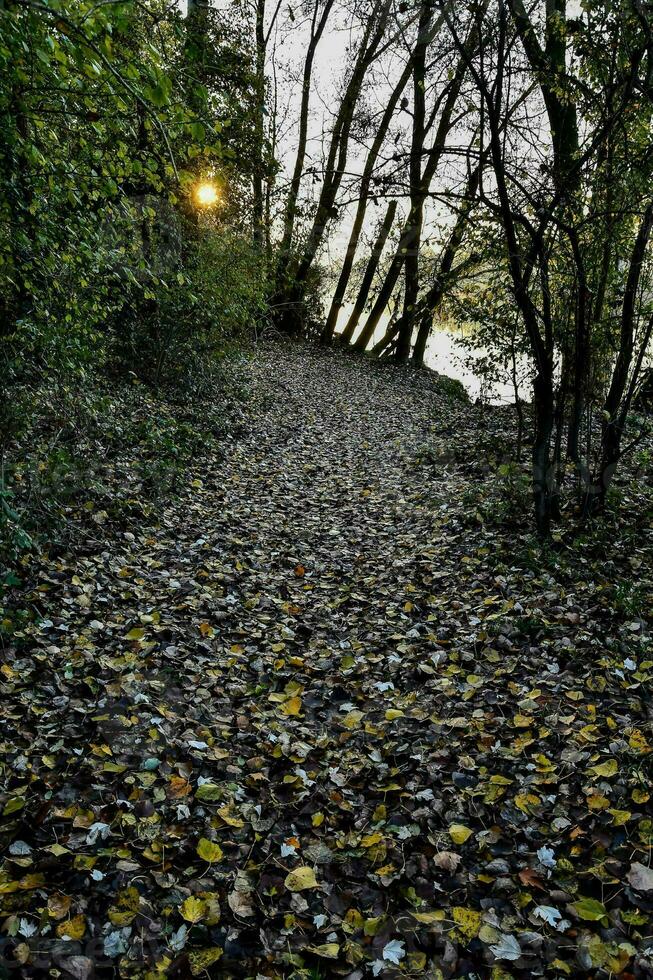 a path with leaves and trees photo