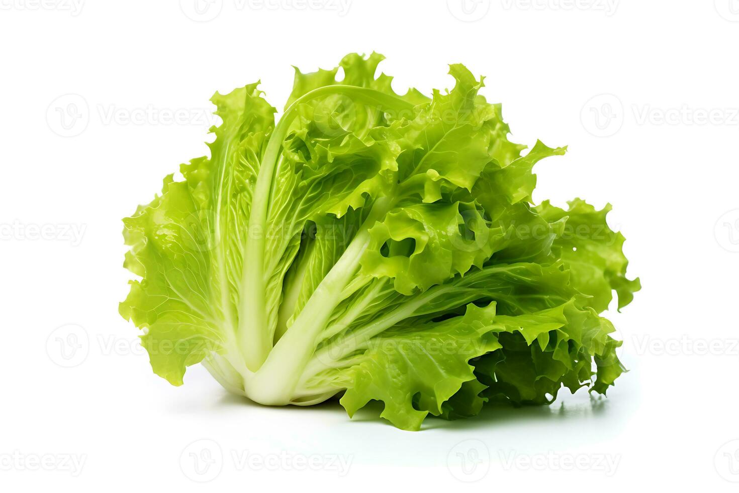 Frisee vegetable isolated on white background AI Generated photo