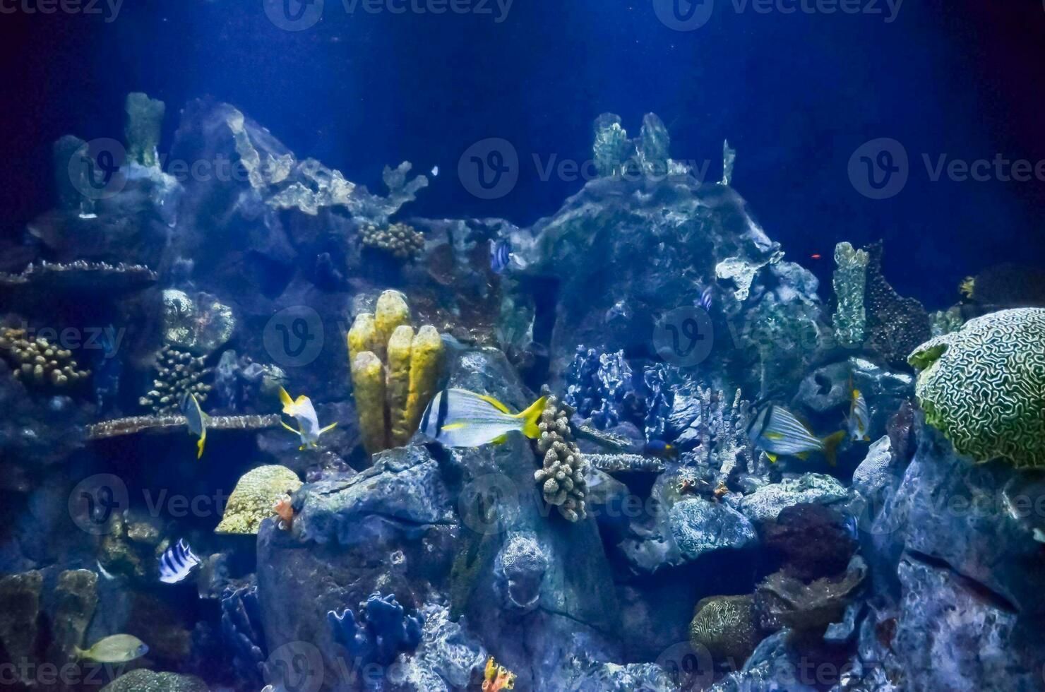 an aquarium with many different types of fish photo