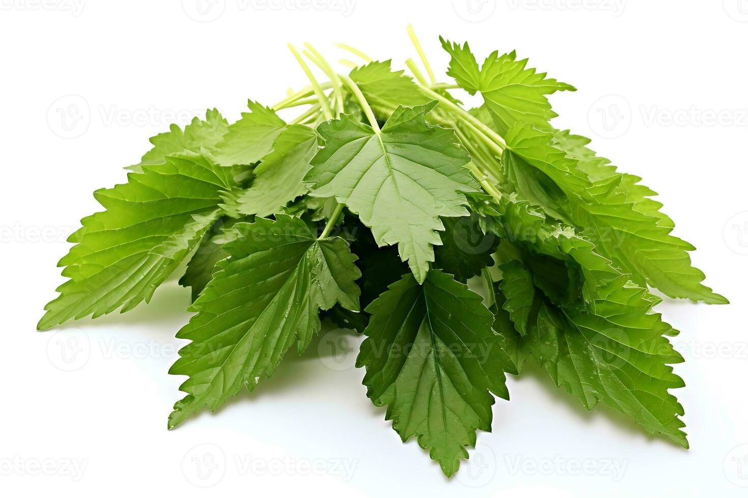 Nettles isolated on white background AI Generated photo