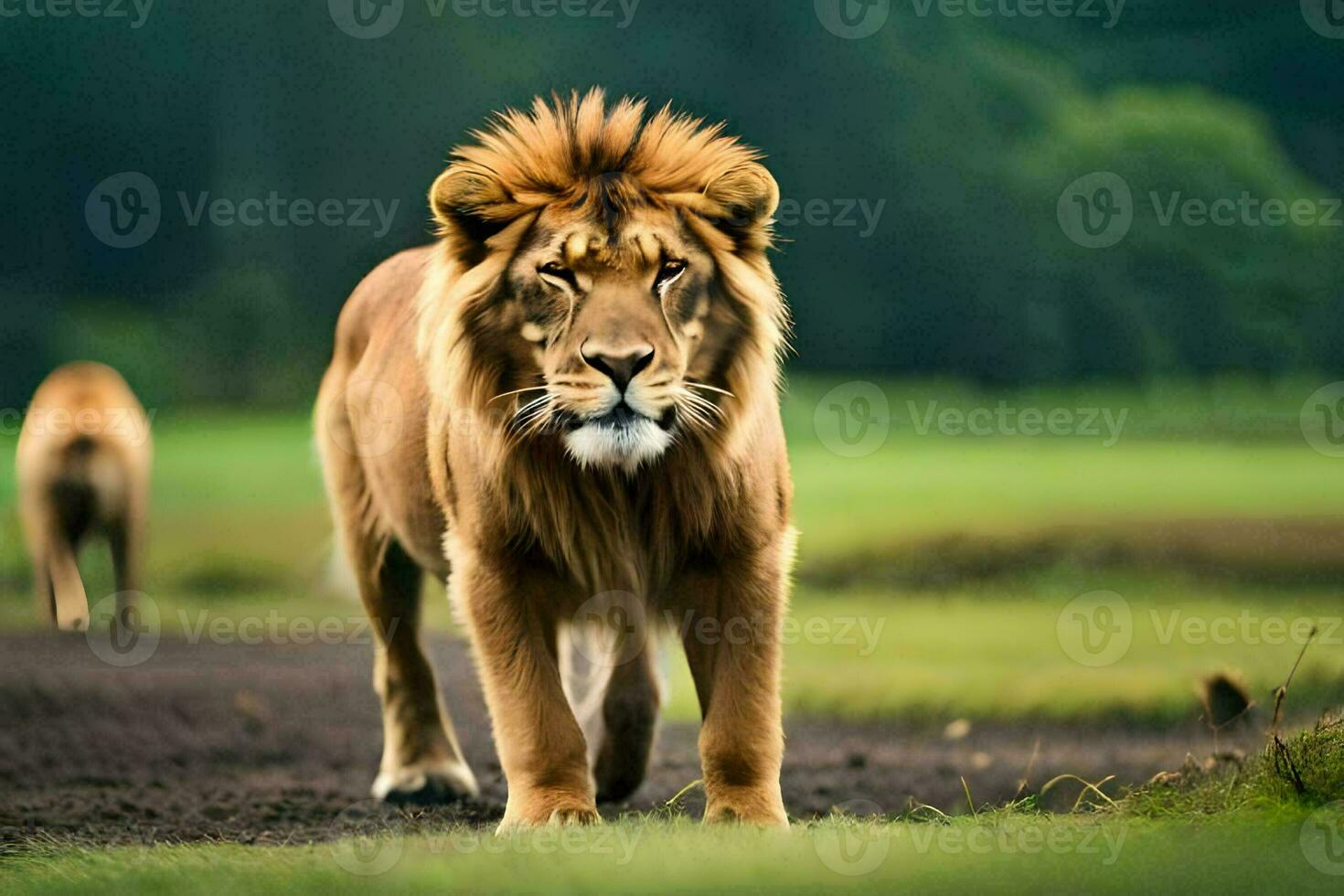 lion walking on the road. AI-Generated photo