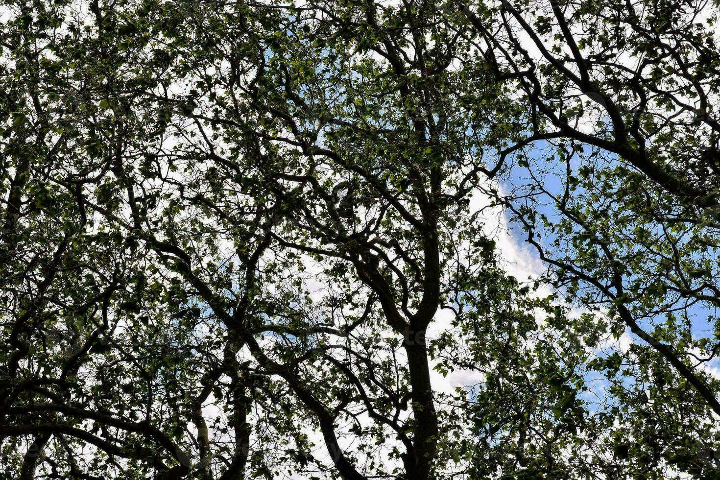 Trees in the forest photo